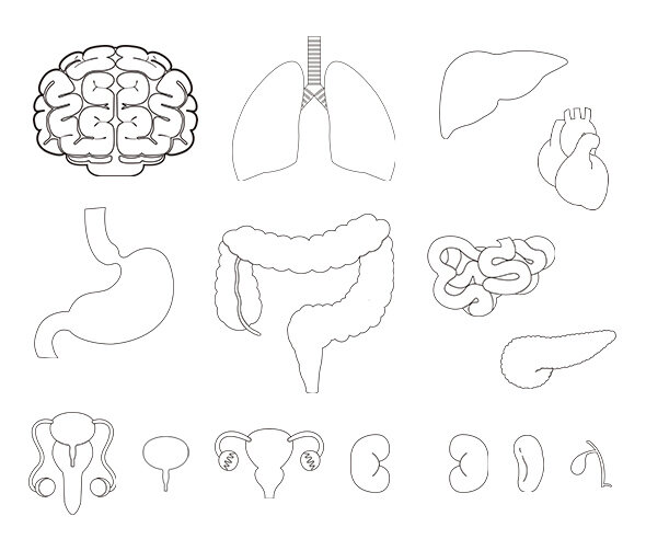 사람 몸속 기관(장기)색칠 모음
