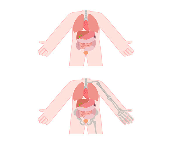 사람 몸속 기관(몸통)