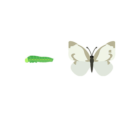 배추흰나비, 애벌레