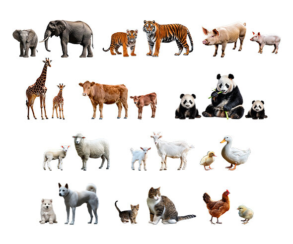 엄마 동물과 아기 동물