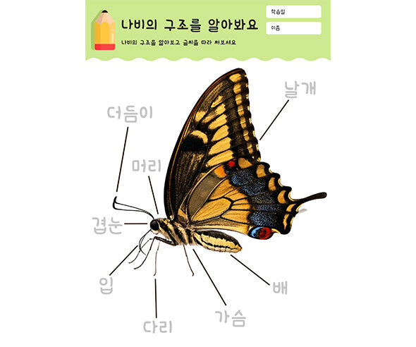 나비의 구조를 알아봐요