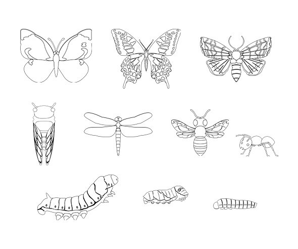 곤충 색칠 모음
