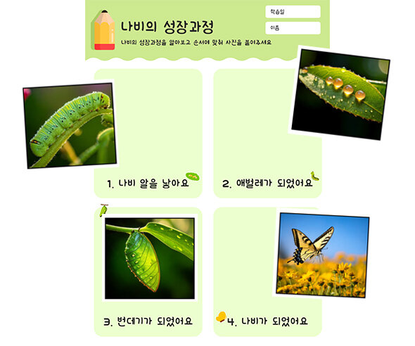 나비의 성장과정