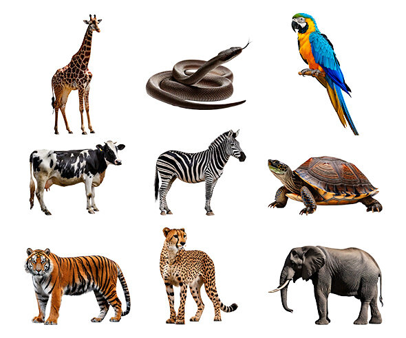 동물(거북이,기린,뱀,앵무새,얼룩말,젖소,코끼리,표범,호랑이)