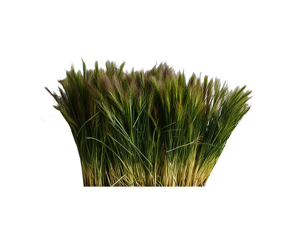 긴 줄기 잎사귀