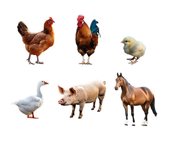 동물(거위,돼지,말,닭,병아리)