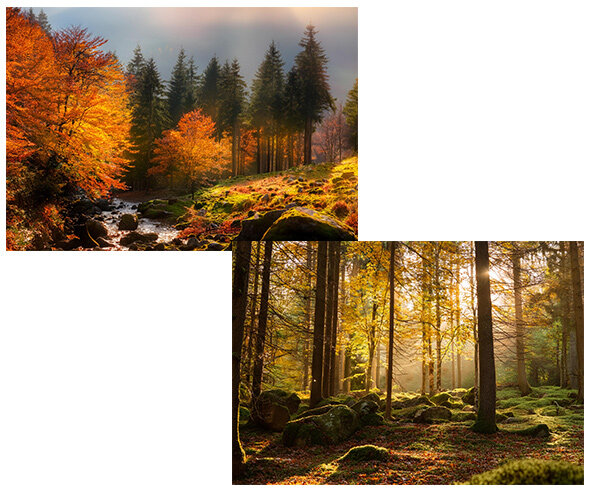 가을 숲속 배경