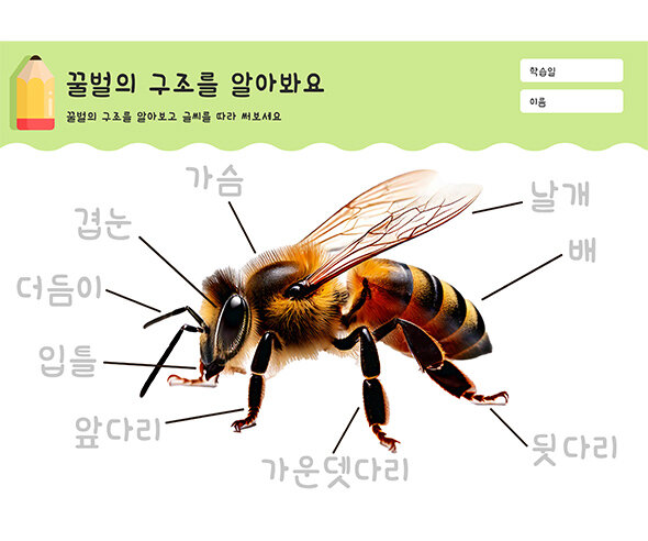 꿀벌의 구조를 알아봐요
