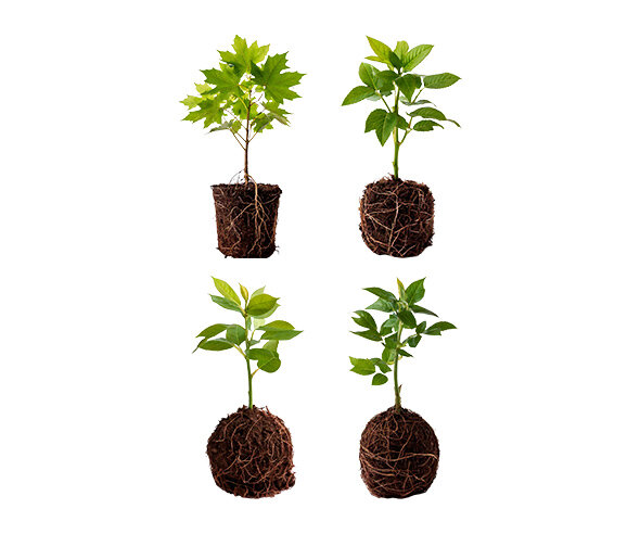 묘목(어린나무)