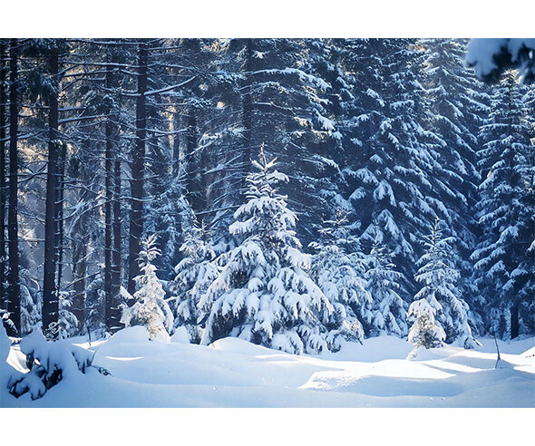 눈 내린 숲속 배경