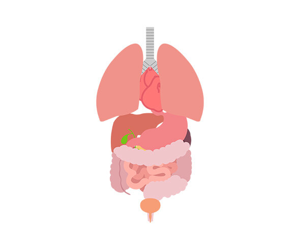 사람 몸속 기관(장기)