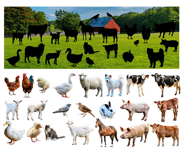 [개별도안] 농장에 사는 동물 그림자 맞추기(실사)