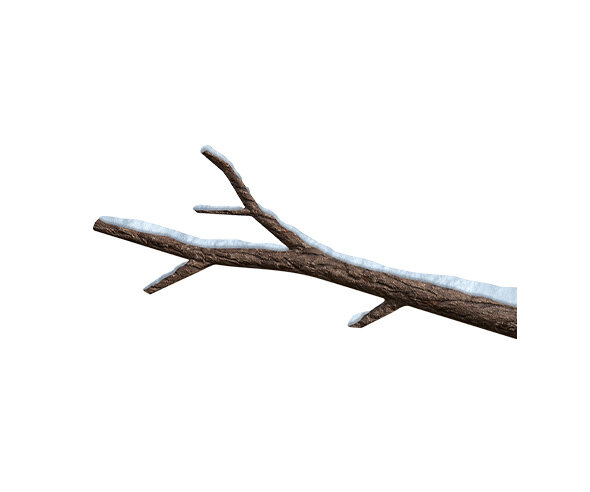 눈 쌓인 나뭇가지