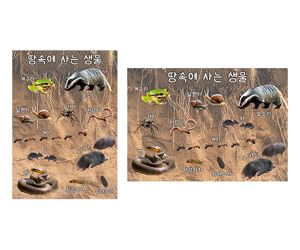 땅속에 사는 생물