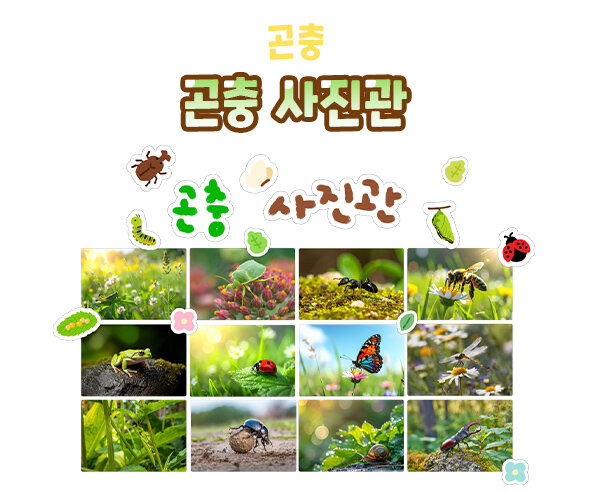 곤충 사진관