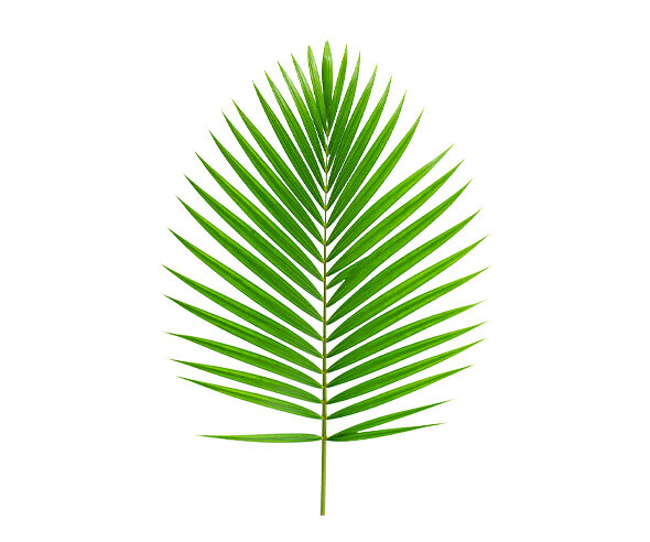 야자수 잎