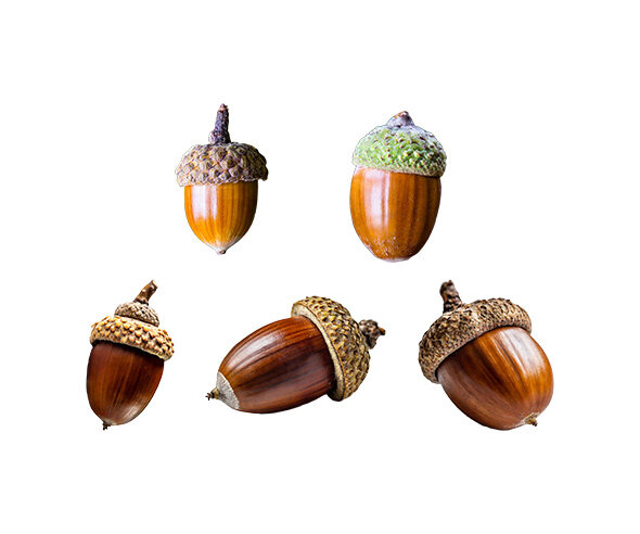 도토리