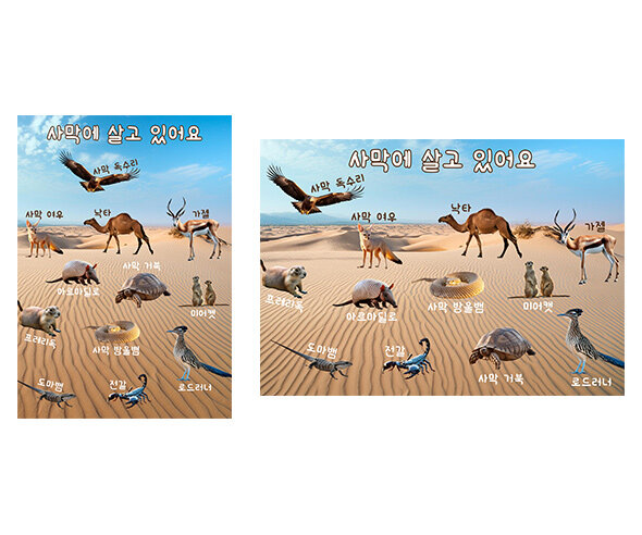 사막에 살고 있어요