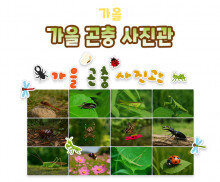 가을 곤충 사진관