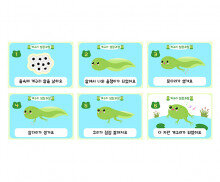 개구리 성장과정 순서도