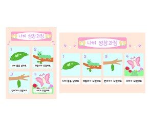 나비 성장과정