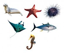 바다 동물(가오리,참치,해마,물개,불가사리,성게)