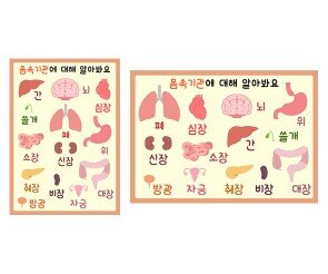 나의 몸속 기관