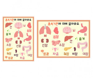 나의 몸속 기관