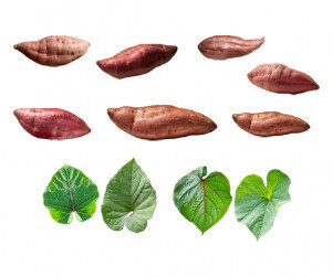 고구마, 고구마 잎