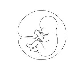 뱃속 태아 모습 색칠