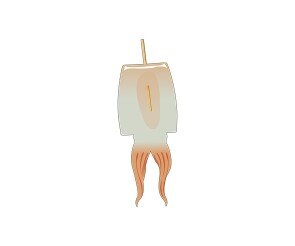 말리는 중인 오징어