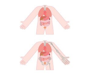사람 몸속 기관(몸통)