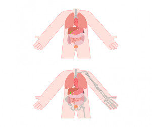 사람 몸속 기관(몸통)