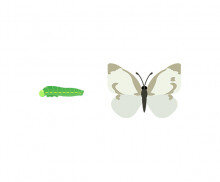 배추흰나비, 애벌레