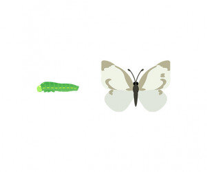 배추흰나비, 애벌레