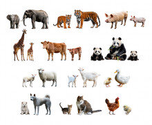 엄마 동물과 아기 동물