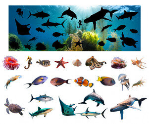 [개별도안] 바닷속 그림자 맞추기