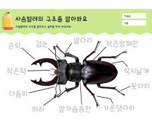 사슴벌레의 구조를 알아봐요