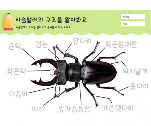 사슴벌레의 구조를 알아봐요