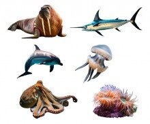 바다 동물(청새치,문어,해파리,돌고래,바다코끼리,말미잘)