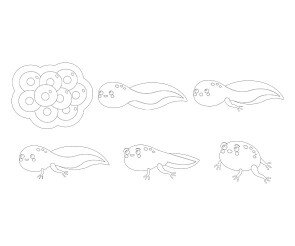 개구리 성장과정 색칠 모음
