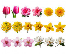 꽃(목련,유채꽃,민들레,진달래,수선화,튤립,개나리,벚꽃)