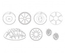 과일 색칠 모음(단면)