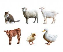 동물(오리,염소,양,고양이,송아지)