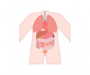 사람 몸속 기관(몸통)