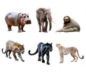 동물(흑표범,표범,나무늘보,코끼리,하마,치타)
