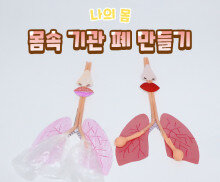 몸속 기관 폐 만들기