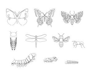 곤충 색칠 모음