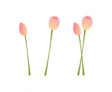 튤립(분홍)