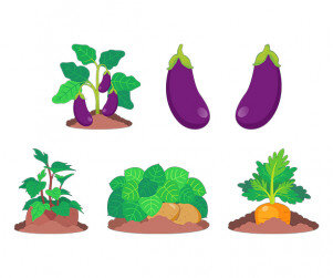 텃밭 작물(고구마,감자,당근,가지)